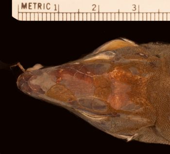 Media type: image;   Herpetology R-10927